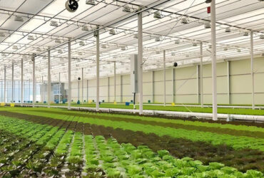 Heavy Duty Commercial Greenhouse With PE PO PEP Film Covering Wind Resistant