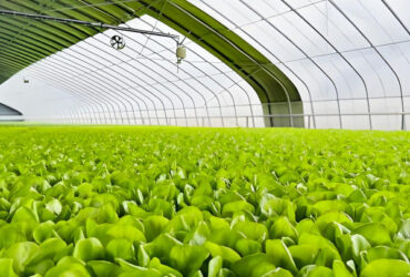 Heavy Duty Commercial Greenhouse With PE PO PEP Film Covering Wind Resistant