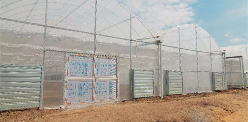 High Performance Commercial Greenhouses 30m/50m/60m Or Customized Length