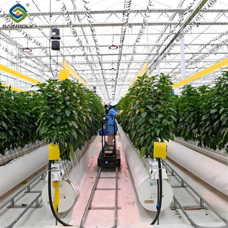High Production Automated Hydroponic Greenhouse Large Glass Greenhouses