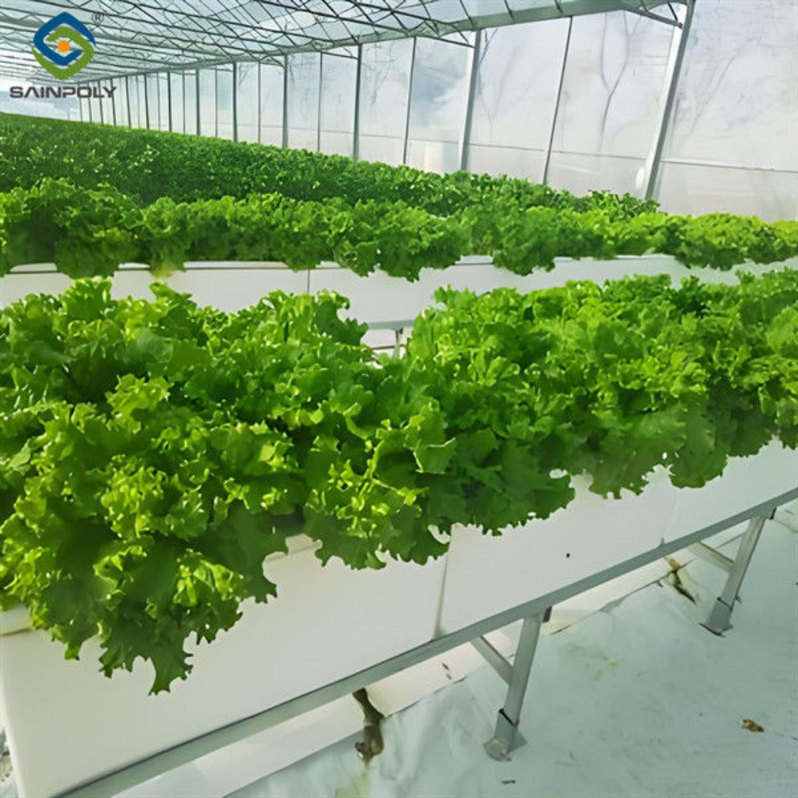 High Production Automated Hydroponic Greenhouse Large Glass Greenhouses