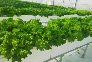 High Production Automated Hydroponic Greenhouse Large Glass Greenhouses