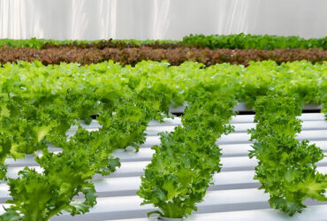 High Production Automated Hydroponic Greenhouse Large Glass Greenhouses