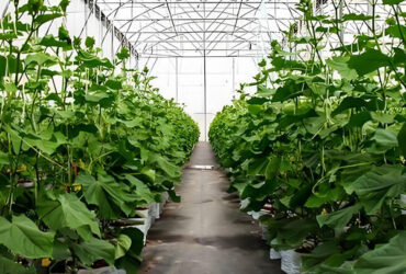 High Production Automated Hydroponic Greenhouse Large Glass Greenhouses