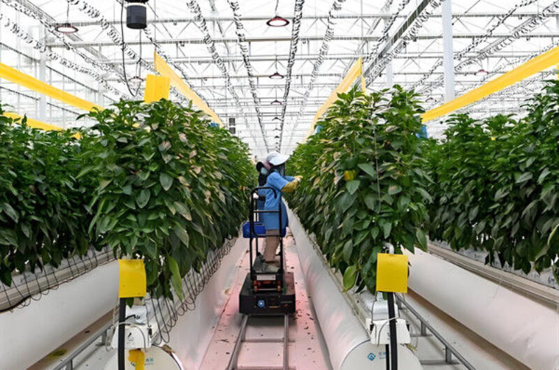 High Production Automated Hydroponic Greenhouse Large Glass Greenhouses