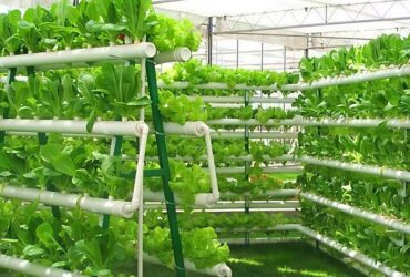 High Space Utilization Vertical Hydroponic Greenhouse