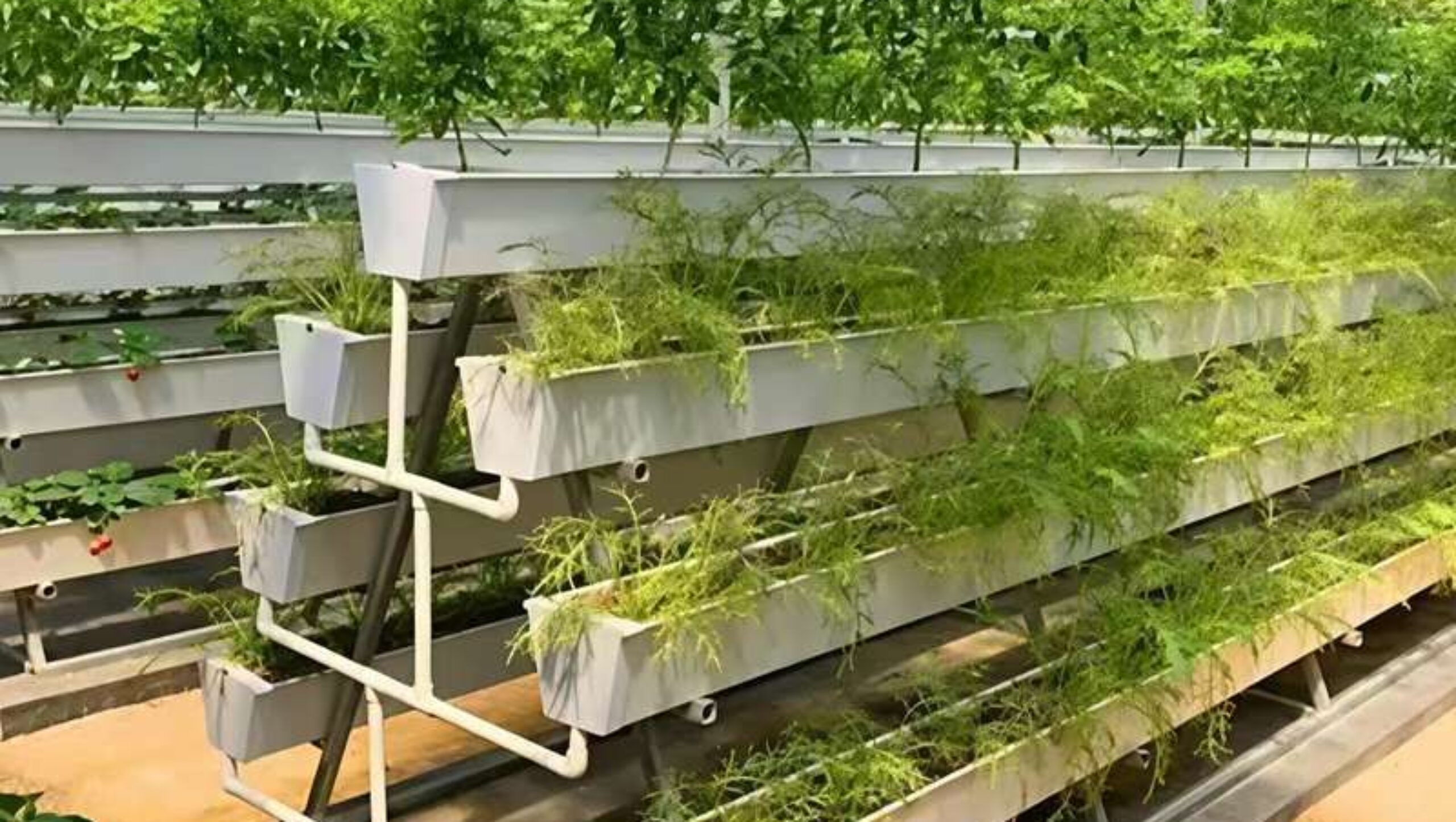High Space Utilization Vertical Hydroponic Greenhouse