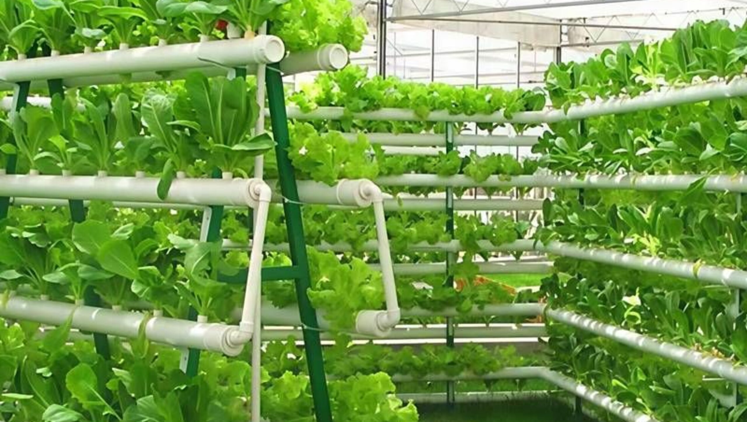 High Space Utilization Vertical Hydroponic Greenhouse