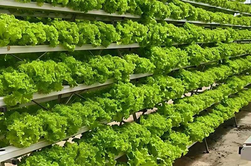 High Space Utilization Vertical Hydroponic Greenhouse
