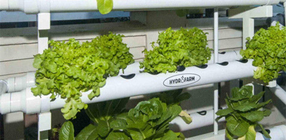High Yield Agricultural Lettuce Greenhouse With Intelligent Control System