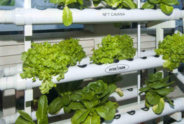 High Yield Agricultural Lettuce Greenhouse With Intelligent Control System