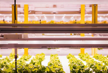High Yield Agricultural Lettuce Greenhouse With Intelligent Control System