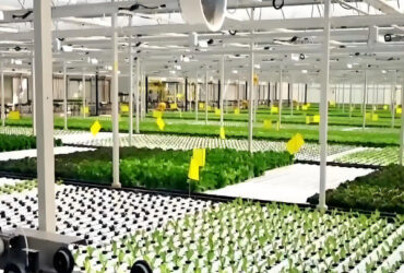 High Yield Agricultural Lettuce Greenhouse With Intelligent Control System