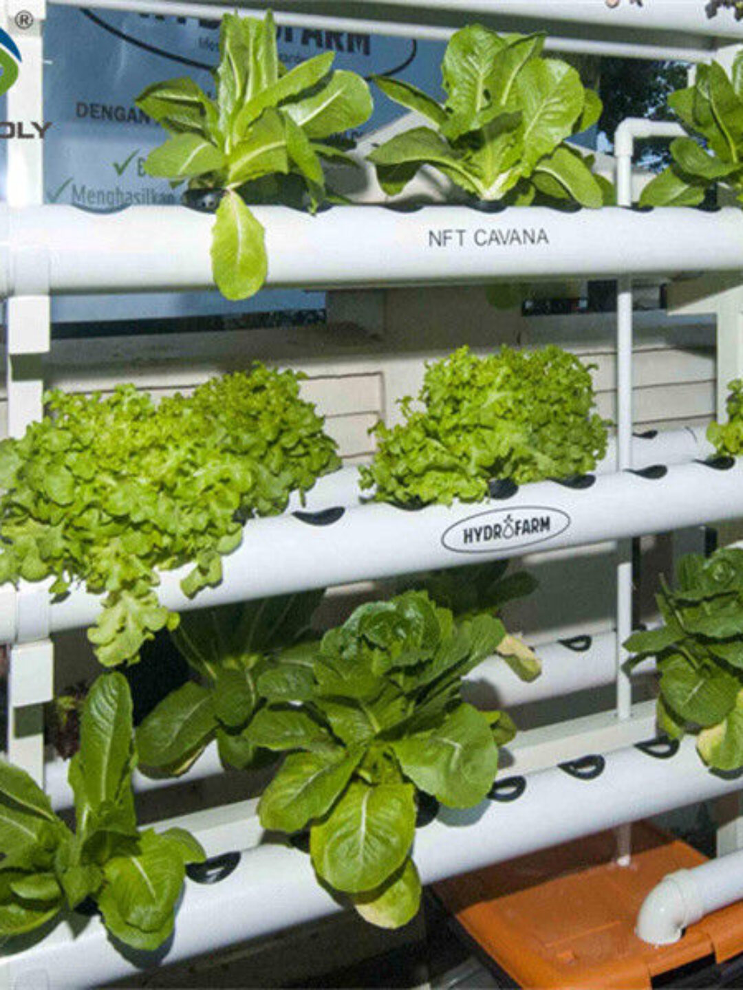 High Yield Agricultural Lettuce Greenhouse With Intelligent Control System