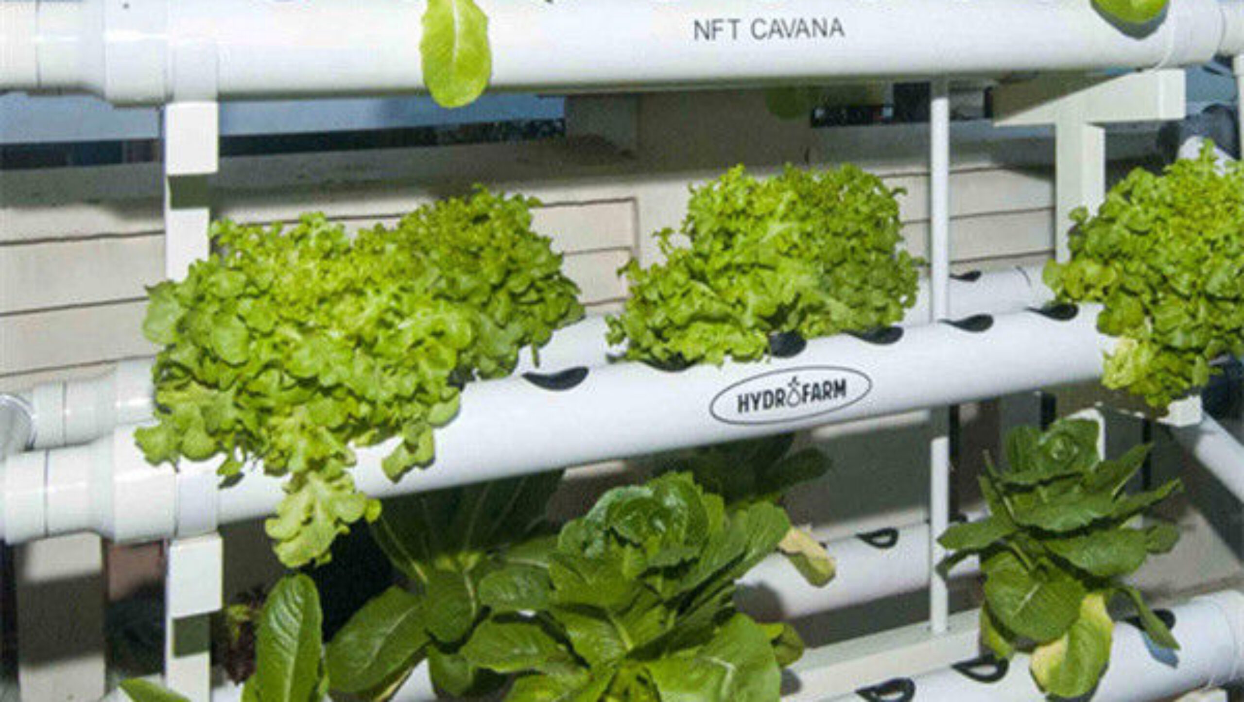 High Yield Agricultural Lettuce Greenhouse With Intelligent Control System