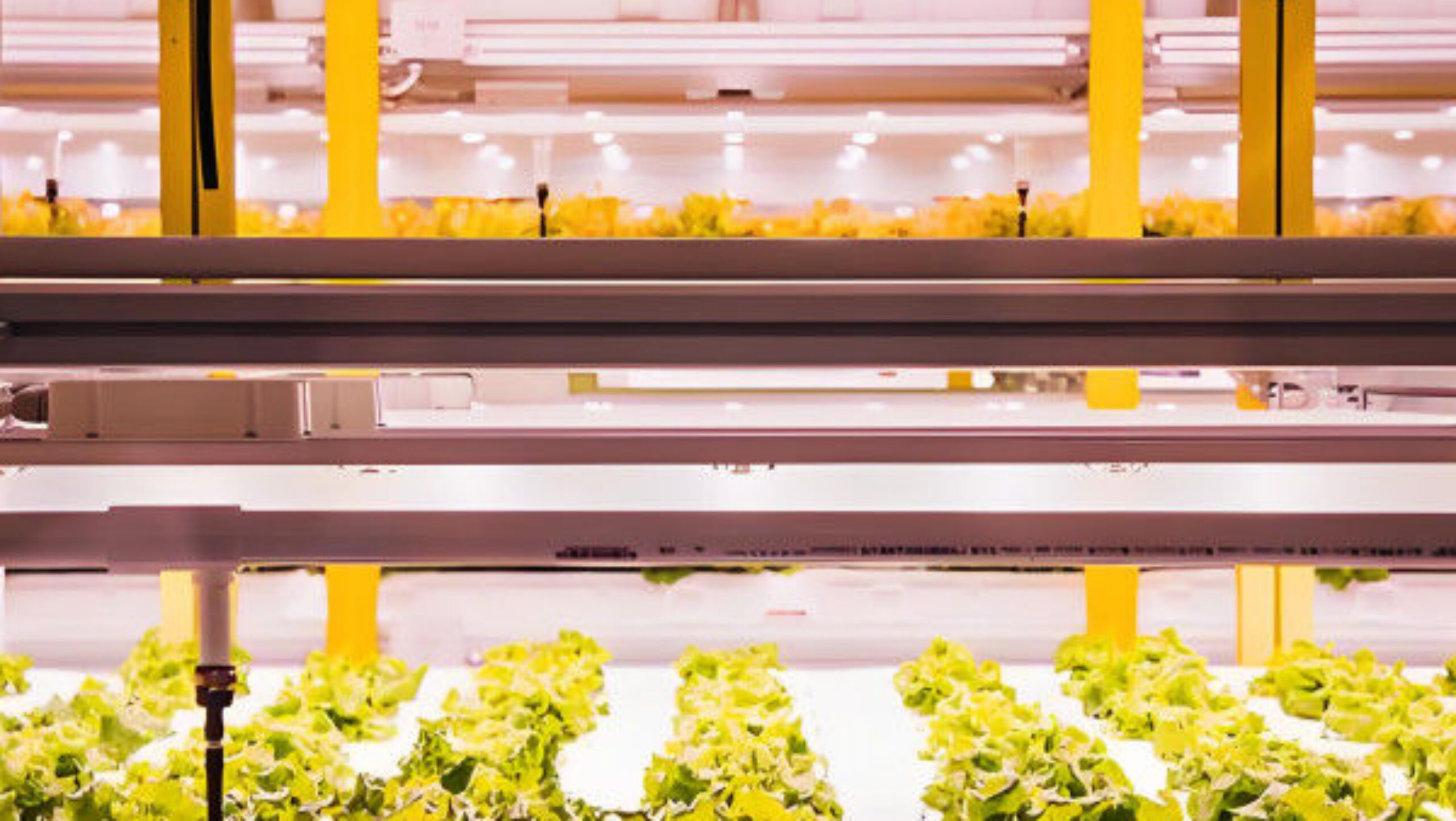 High Yield Agricultural Lettuce Greenhouse With Intelligent Control System