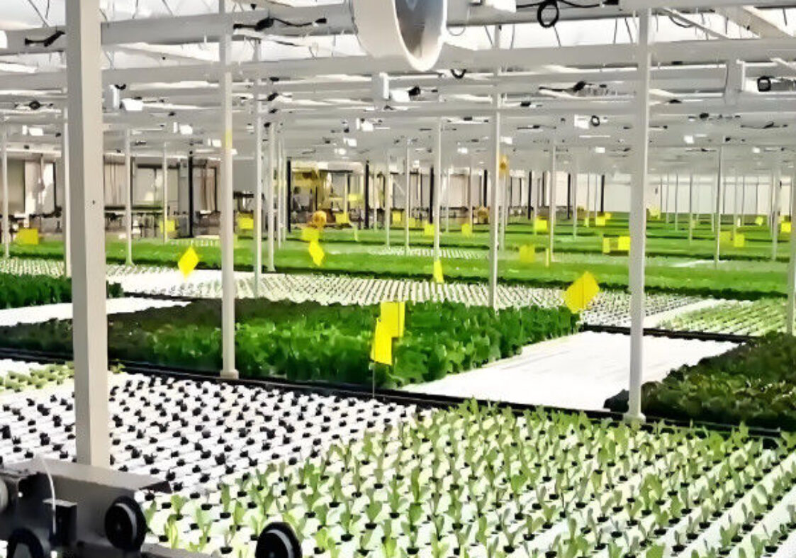 High Yield Agricultural Lettuce Greenhouse With Intelligent Control System