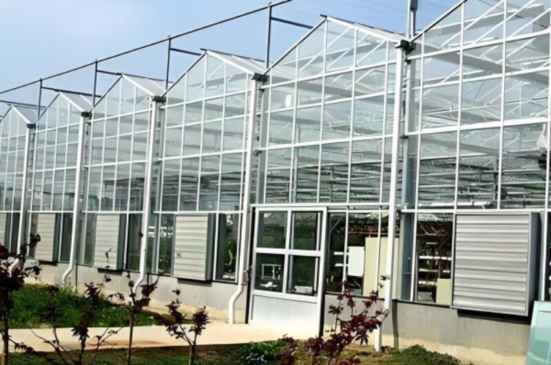 High Yield Agricultural Lettuce Greenhouse With Intelligent Control System