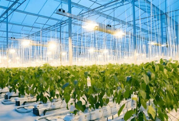 High Yield Large Vertical Hydroponic Greenhouse Soilless Cultivation