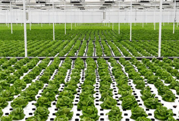 High Yield Large Vertical Hydroponic Greenhouse Soilless Cultivation