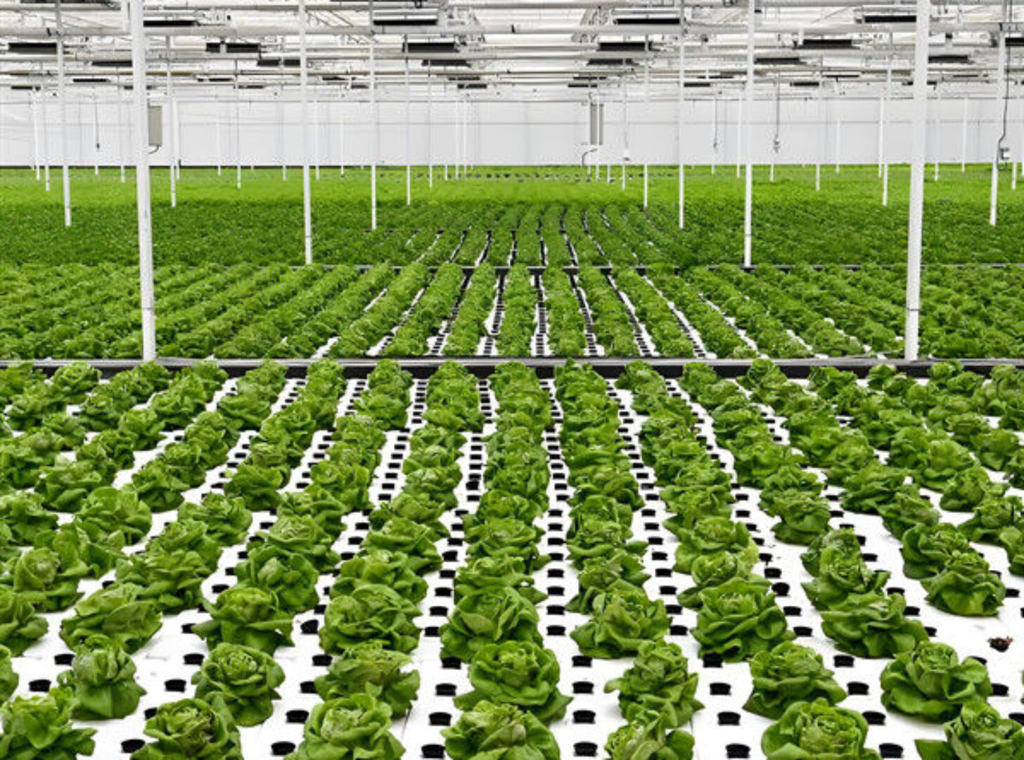High Yield Large Vertical Hydroponic Greenhouse Soilless Cultivation
