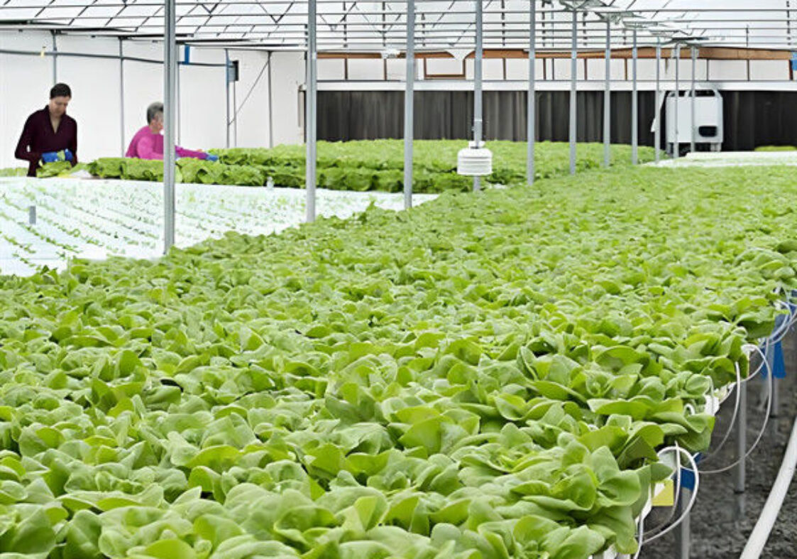 High Yield Large Vertical Hydroponic Greenhouse Soilless Cultivation
