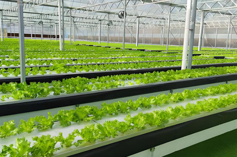 High Yield Large Vertical Hydroponic Greenhouse Soilless Cultivation