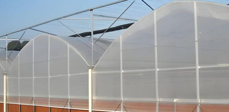 Hydroponic Glass / Pc Sheet Greenhouse With Tomato Growing System Large
