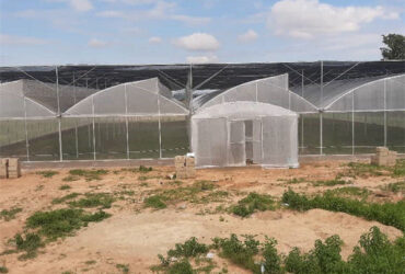 Hydroponic Glass / Pc Sheet Greenhouse With Tomato Growing System Large