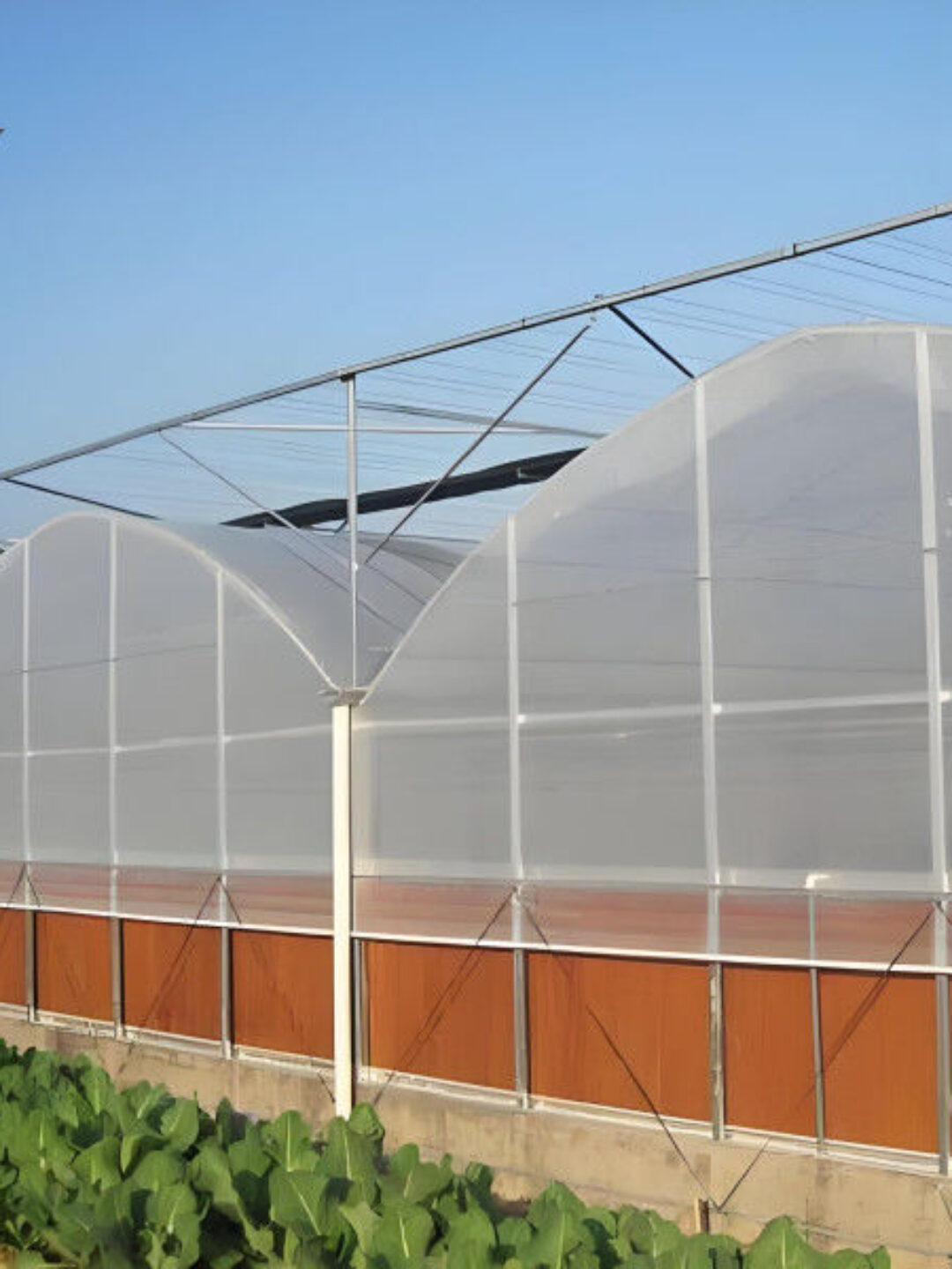 Hydroponic Glass / Pc Sheet Greenhouse With Tomato Growing System Large