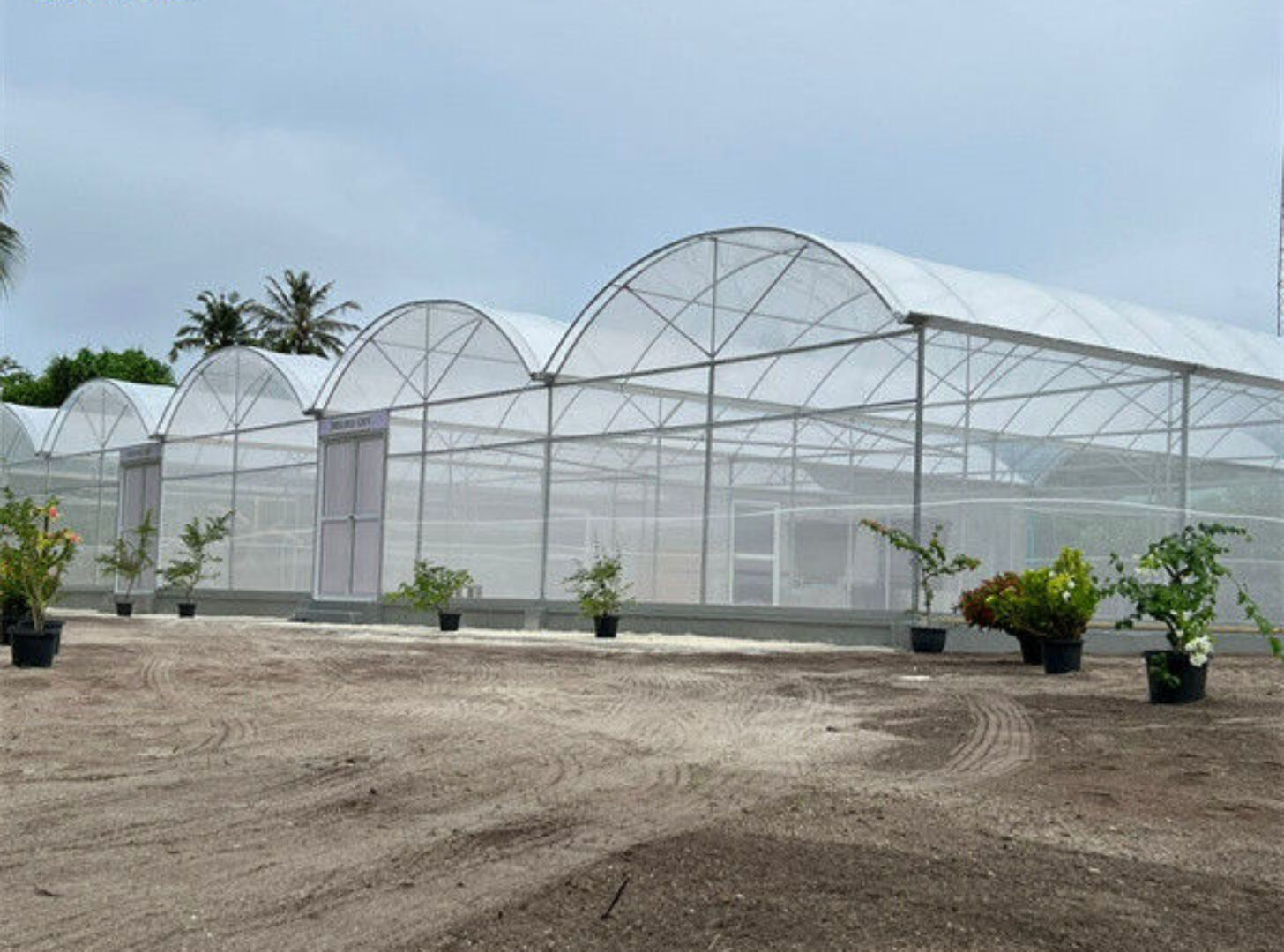 Hydroponic Glass / Pc Sheet Greenhouse With Tomato Growing System Large