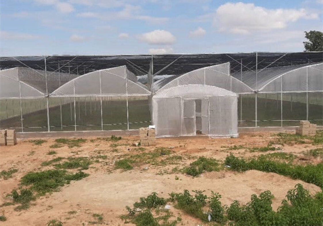 Hydroponic Glass / Pc Sheet Greenhouse With Tomato Growing System Large