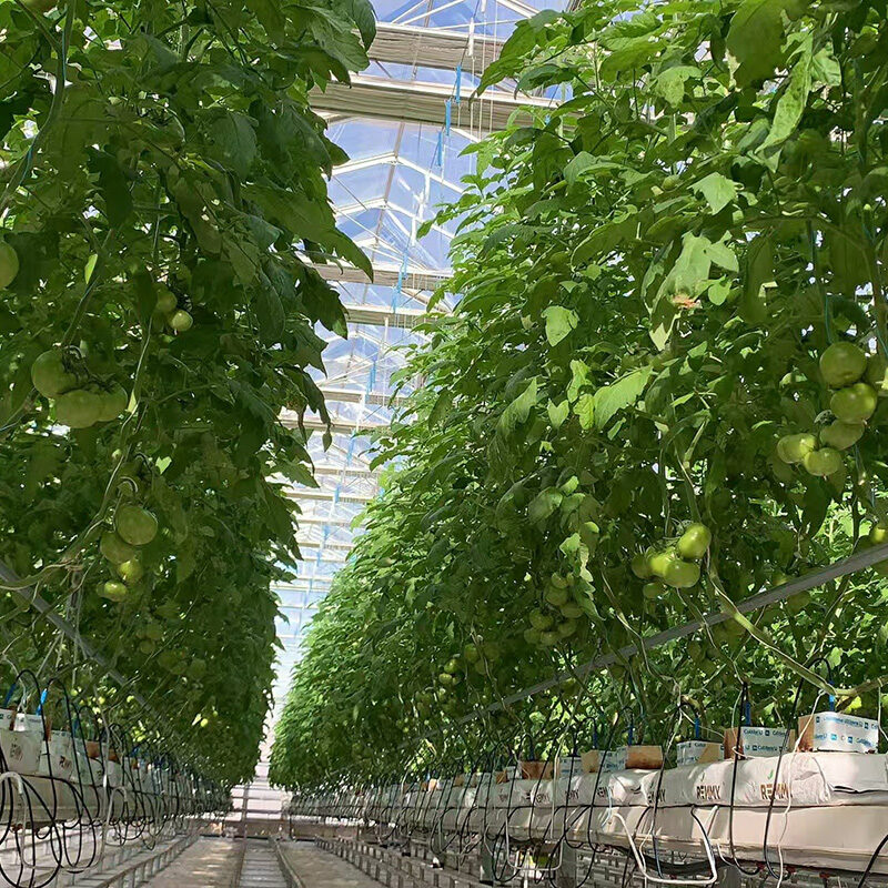 Hydroponic greenhouse equipped with multiple hydroponic modes, suitable for annual planting of various