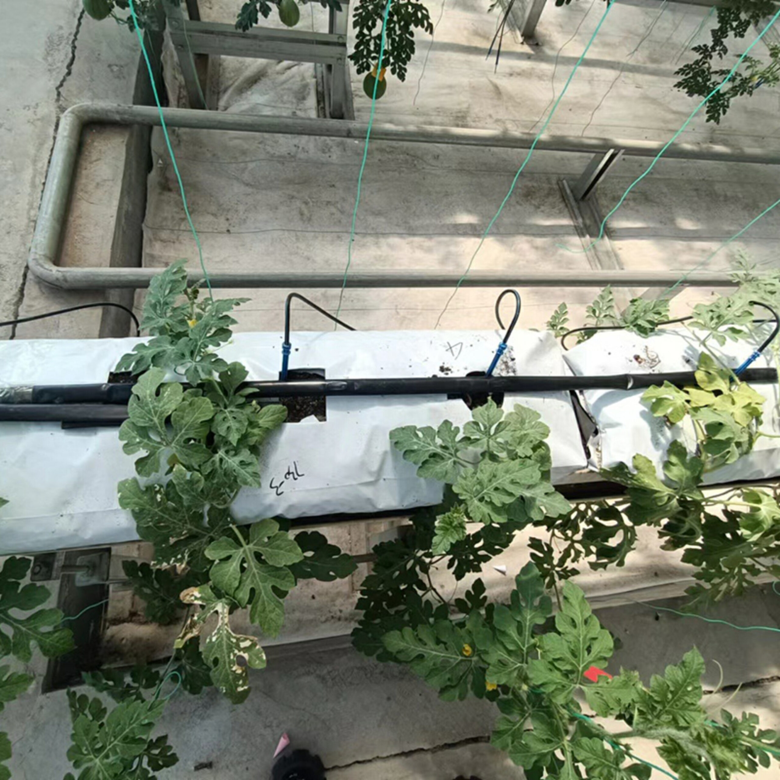 Hydroponic greenhouse equipped with multiple hydroponic modes, suitable for annual planting of various