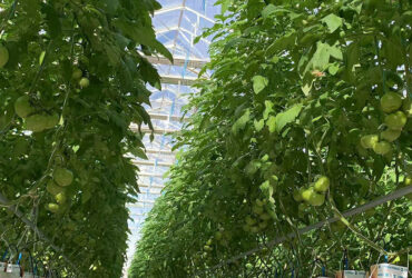Hydroponic greenhouse equipped with multiple hydroponic modes, suitable for annual planting of various