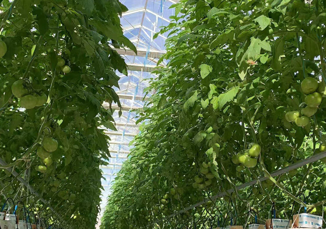 Hydroponic greenhouse equipped with multiple hydroponic modes, suitable for annual planting of various