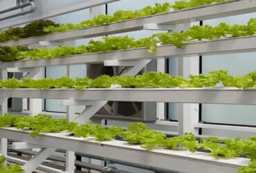 Hydroponic greenhouse for agricultural product cultivation