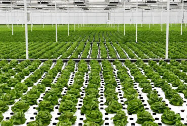 Hydroponic greenhouse for agricultural product cultivation