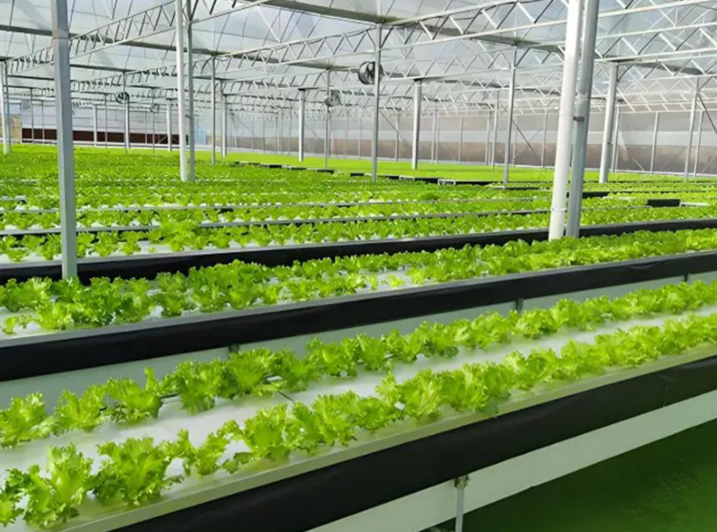 Hydroponic greenhouse for agricultural product cultivation