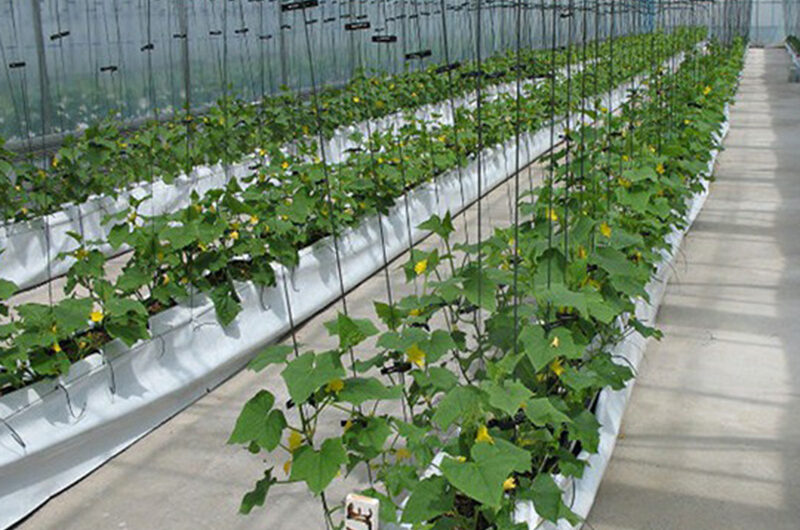 Hydroponic greenhouse for agricultural product cultivation
