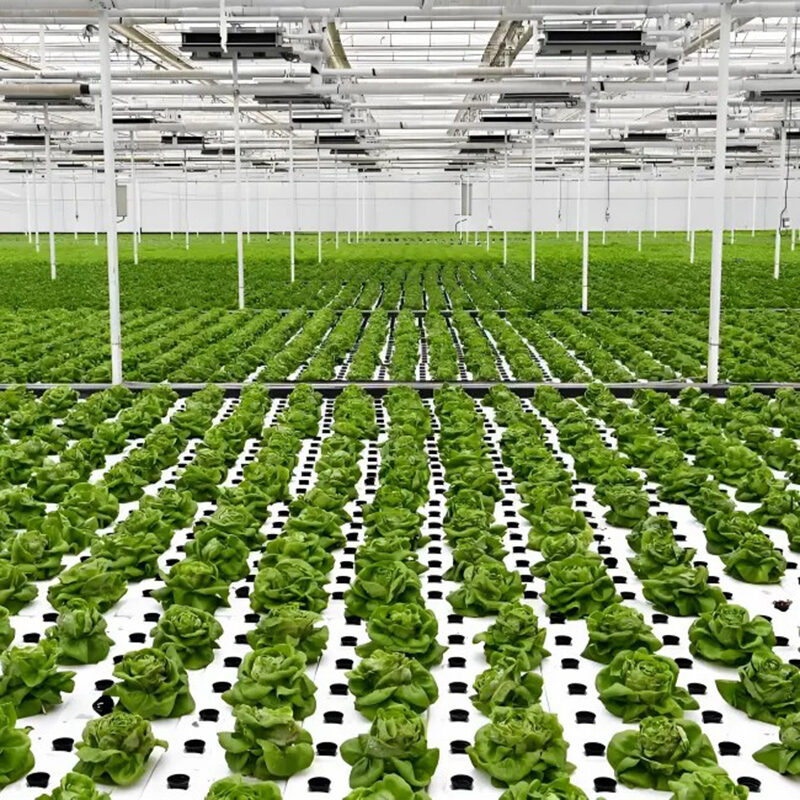 Hydroponic greenhouse for agricultural product cultivation EG-A-51D553