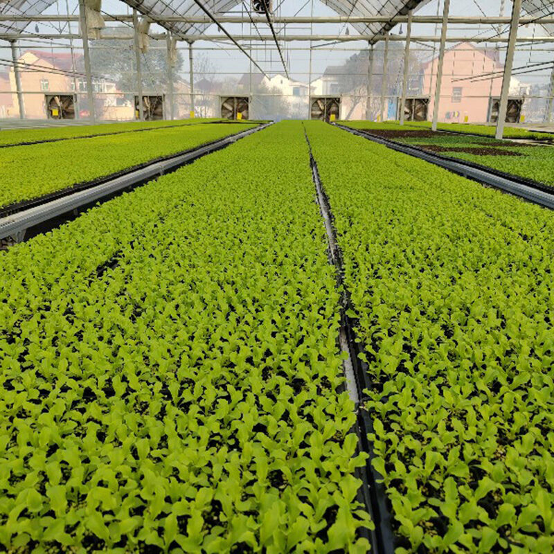 Hydroponic greenhouse for agricultural product cultivation EG-A-51D553