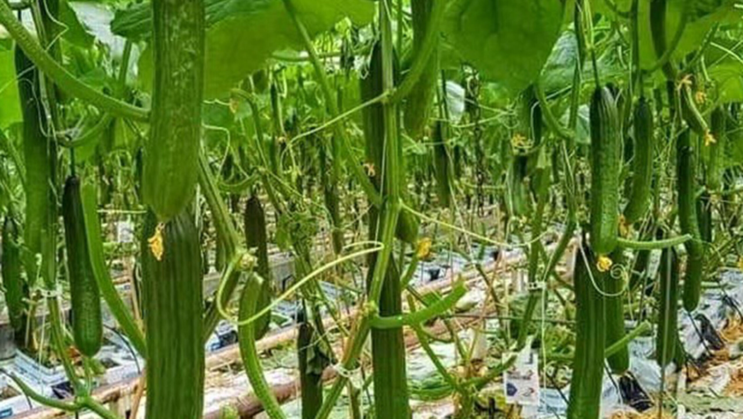 Hydroponic greenhouse for agricultural product cultivation EG-A-51D553