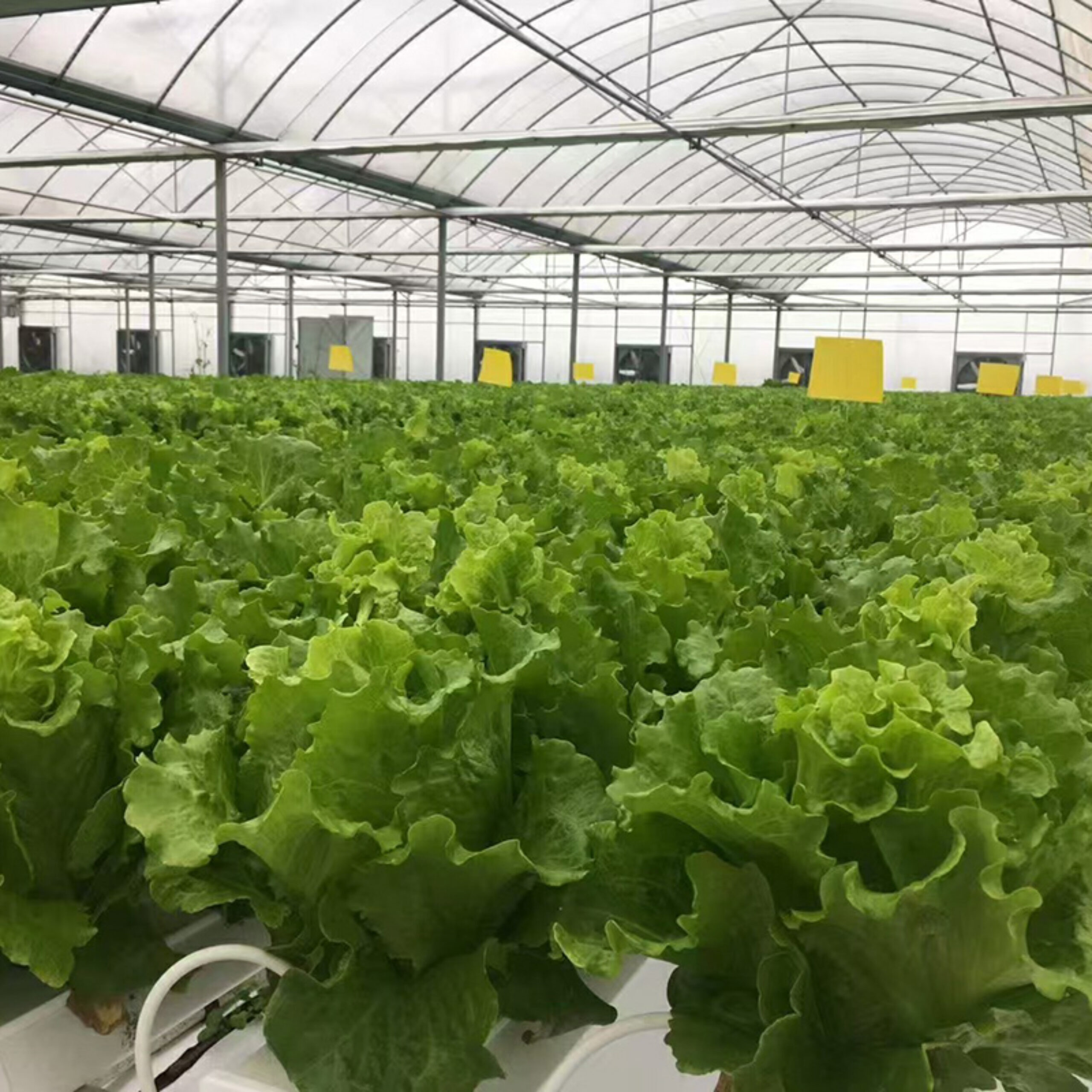 Hydroponic greenhouse that can achieve year-round large-scale production of various crops and adapt to