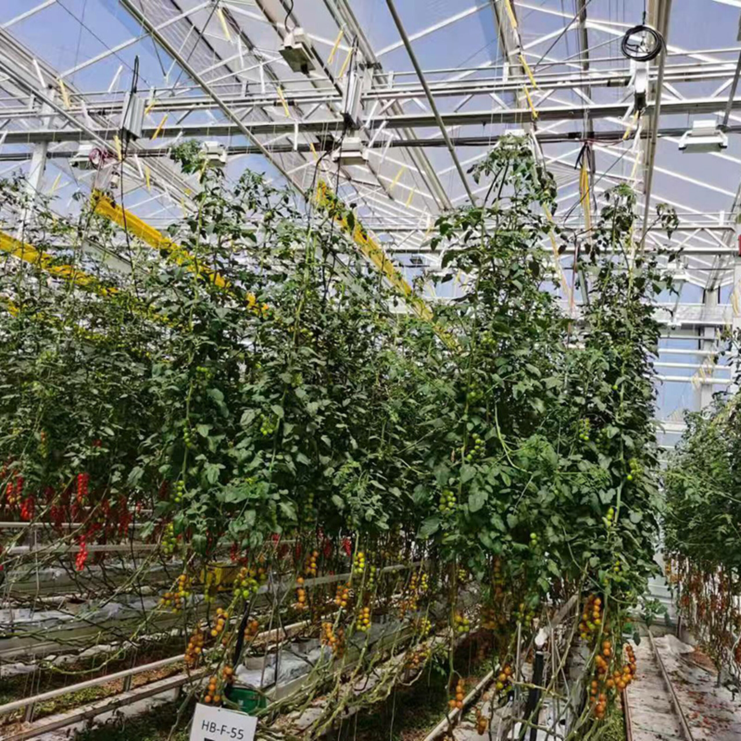 Hydroponic greenhouse that can achieve year-round large-scale production of various crops and adapt to
