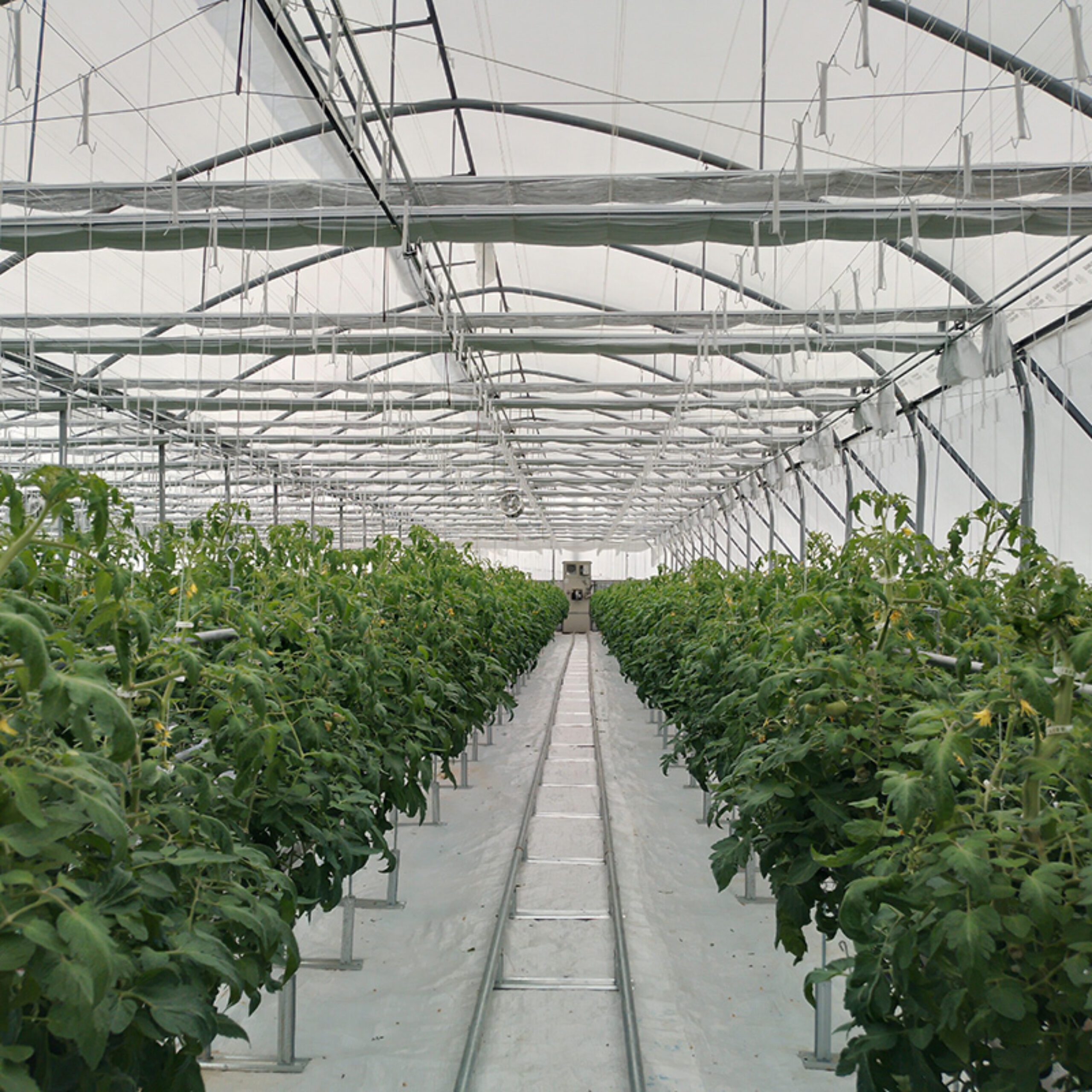 Hydroponic greenhouse that can achieve year-round large-scale production of various crops and adapt to