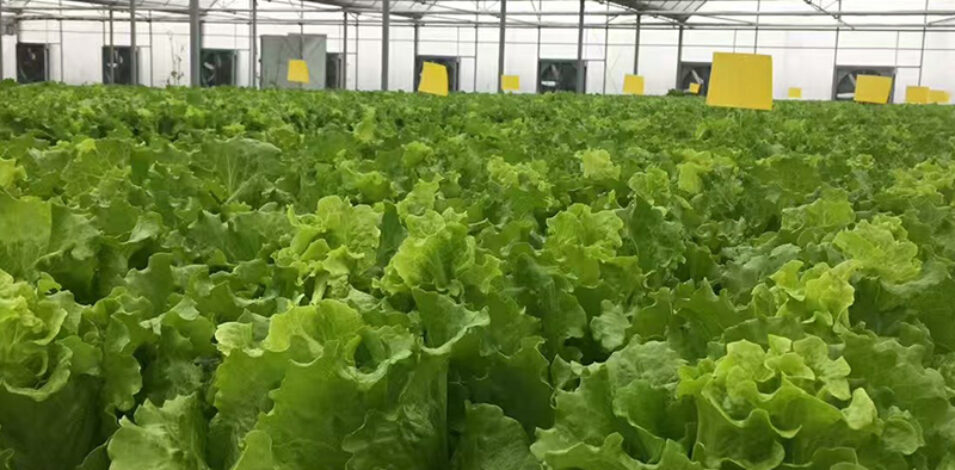 Hydroponic greenhouse that can achieve year-round large-scale production of various crops and adapt to