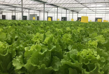 Hydroponic greenhouse that can achieve year-round large-scale production of various crops and adapt to