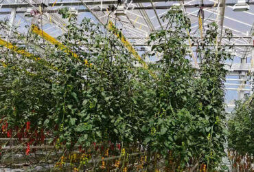 Hydroponic greenhouse that can achieve year-round large-scale production of various crops and adapt to