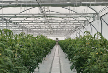 Hydroponic greenhouse that can achieve year-round large-scale production of various crops and adapt to